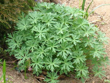 ГЕРАНЬ ГИБРИДНАЯ СОРТ БЕЛОЦВЕТКОВАЯ (Geraniumx hybr. "Album")